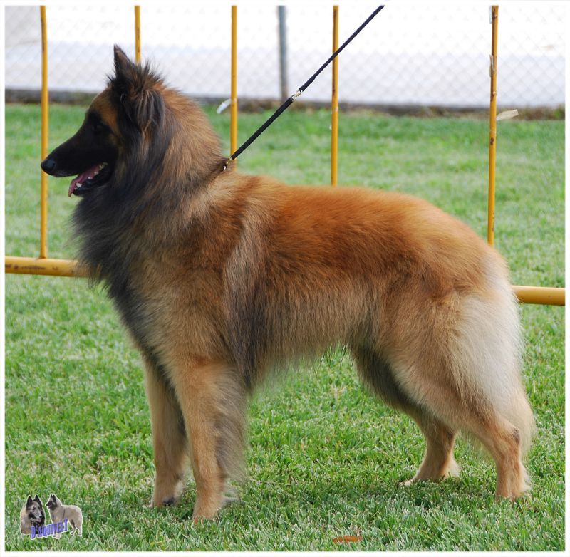 Quiron de Pedra Lume EX2 abierta machos 